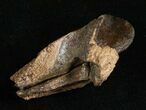 Huge, Unworn Triceratops Tooth - #5710-3